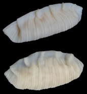 17-5 비비고 만두 美 디자인 특허 논란…K-푸드 확산 속 ‘문화 vs 지식재산’ 충돌